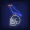 Crow Sitting Human Skull Neon Sign - Australia Neon Signs